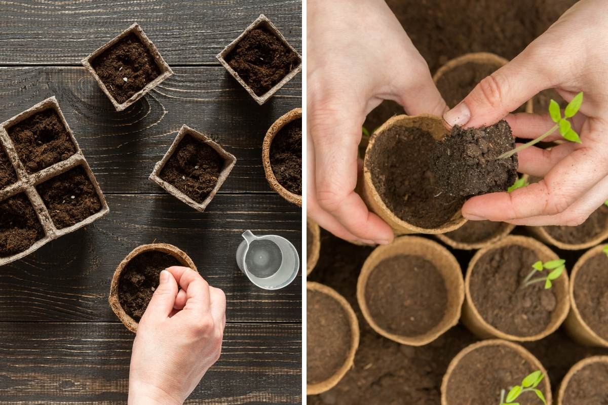 Should I use Jiffy Pots | The Seed Collection